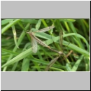 Tipula sp - Schnake 04a.jpg